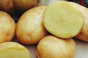 BURGONYA - Solanum tuberosum