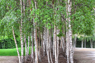 KÖZÖNSÉGES NYÍR - Betula pendula