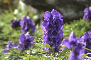 HAVASI SISAKVIRÁG - Aconitum napellus