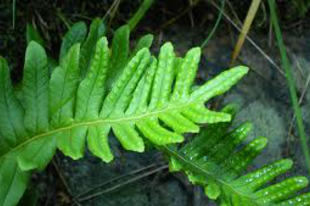 ÉDESGYÖKERŰ PÁFRÁNY - Polypodium vulgare