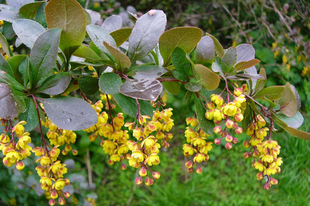 BORBOLYA, KÖZÖNSÉGES - Berberis vulgaris