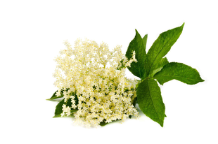 FEKETE BODZA - Sambucus nigra