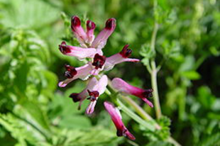 ORVOSI FÜSTIKE - Fumaria officinalis