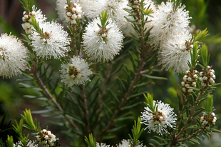 TEAFA - Melaleuca alternifolia