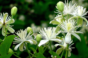 ERDEI ISZALAG - Clematis vitalba