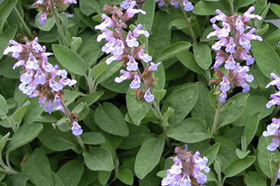 Orvosi Zsálya - Salvia officinalis (S. hortensis)