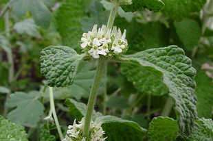 PEMETEFŰ, orvosi - Marrubium vulgare