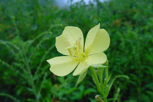 LIGETSZÉPE - Oenothera biennis