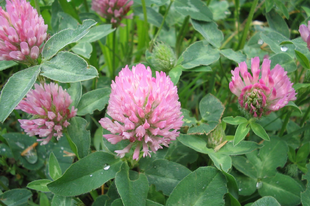 RÉTI HERE - Trifolium pratense