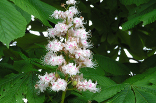 VADGESZTENYE, közönséges - Aesculus hippocastanum