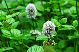 BORSMENTA - Mentha piperita