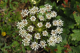 ÁNIZS - Pimpinella anisum