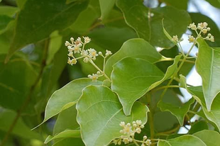 KÁMFORFA - Cinnamomum camphora