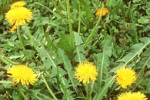 GYERMEKLANCFŰ - Taraxacum officinale