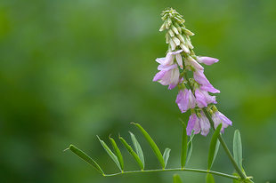 KECSKERUTA, orvosi - Galega officinalis