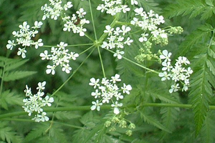 ZAMATOS TURBOLYA - Anthriscus cerefolium