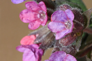 TÜDŐFŰ, ORVOSI - Pulmonaria officinalis