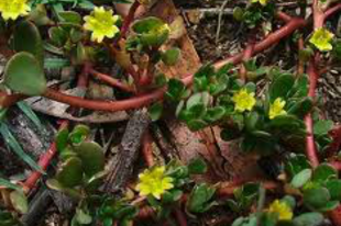 KÖVÉR PORCSIN - Portulaca oleracea