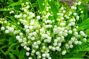 GYÖNGYVIRÁG - Convallaria majalis