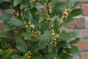 BABÉRLEVÉL - Lauri folium