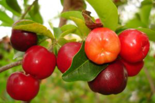 Acerola cseresznye