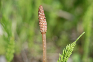 MEZEI ZSURLÓ - Equisetum arvense