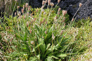 LÁNDZSÁS ÚTIFŰ - Plantago lanceolata