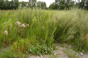 BETYÁRKÓRÓ - Erigeron canadensis (Conyza canadensis)