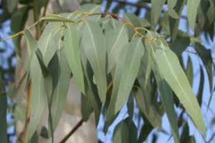 EUKALIPTUSZ, golyós - Eucalyptus globulus