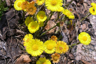 MARTILAPU - Tussilago farfara