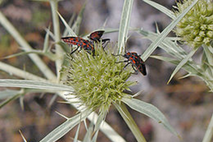 MEZEI IRINGÓ - Eryngium campestre