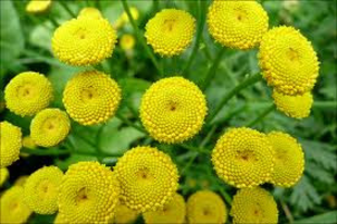 ARANYVIRÁG - Tanacetum vulgare, Chrysanthemum vulgare