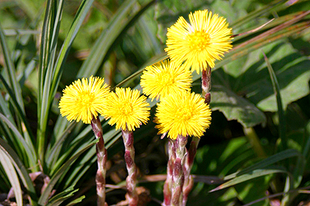 MARTILAPU - Tussilago farfara