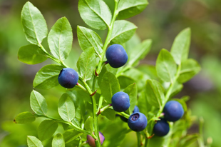 FEKETE ÁFONYA - Vaccinium myrtillus