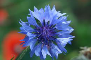 BÚZAVIRÁG - Centaurea cyanus