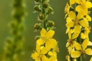 APRÓBOJTORJÁN - Agrimonia eupatoria