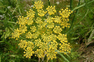 ÉDESKÖMÉNY - Foeniculum vulgare