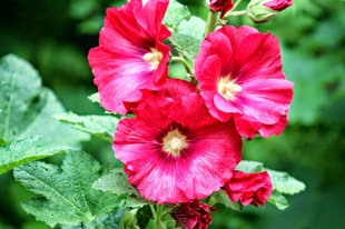 MÁLYVARÓZSA - Alcea rosea