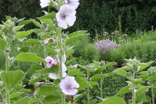 ZILIZ, orvosi - Althaea officinalis