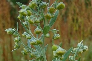 FEHÉR ÜRÖM - Artemisia absinthium