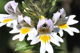 SZEMVIDÍTÓFŰ - Euphrasia rostkoviana