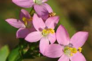 EZERJÓFŰ - Centaurium umbellatum