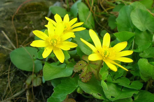 BOGLÁRKA, KÖZÖNSÉGES - Ranunculus ficaria