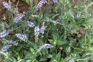 BORSMENTA - Mentha piperita