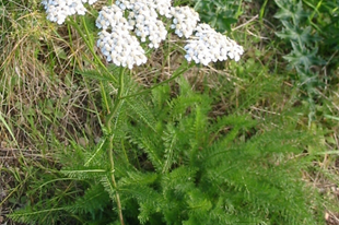 CICKAFARKFŰ - Achillea millefolium