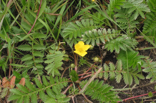 Pimpó, liba-vérontó - Potentilla anserina, P. tormentilla