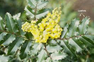 MAHONIA - Berberis aquifolium