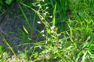 PÁSZTORTÁSKA - Capsella bursa-pastoris