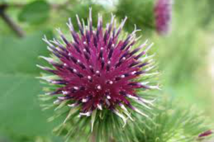 BOJTORJÁN, KÖZÖNSÉGES - Arctium lappa (A. majus)