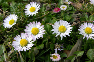 SZÁZSZORSZÉP - Bellis perennis